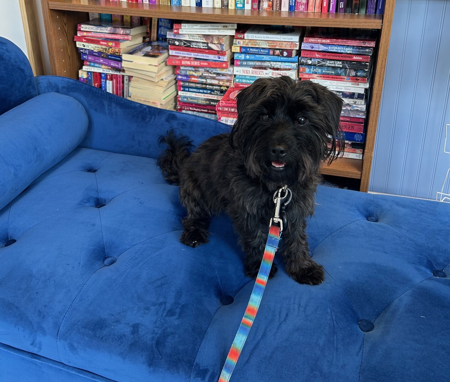 A black dog sits on a blue chaise.